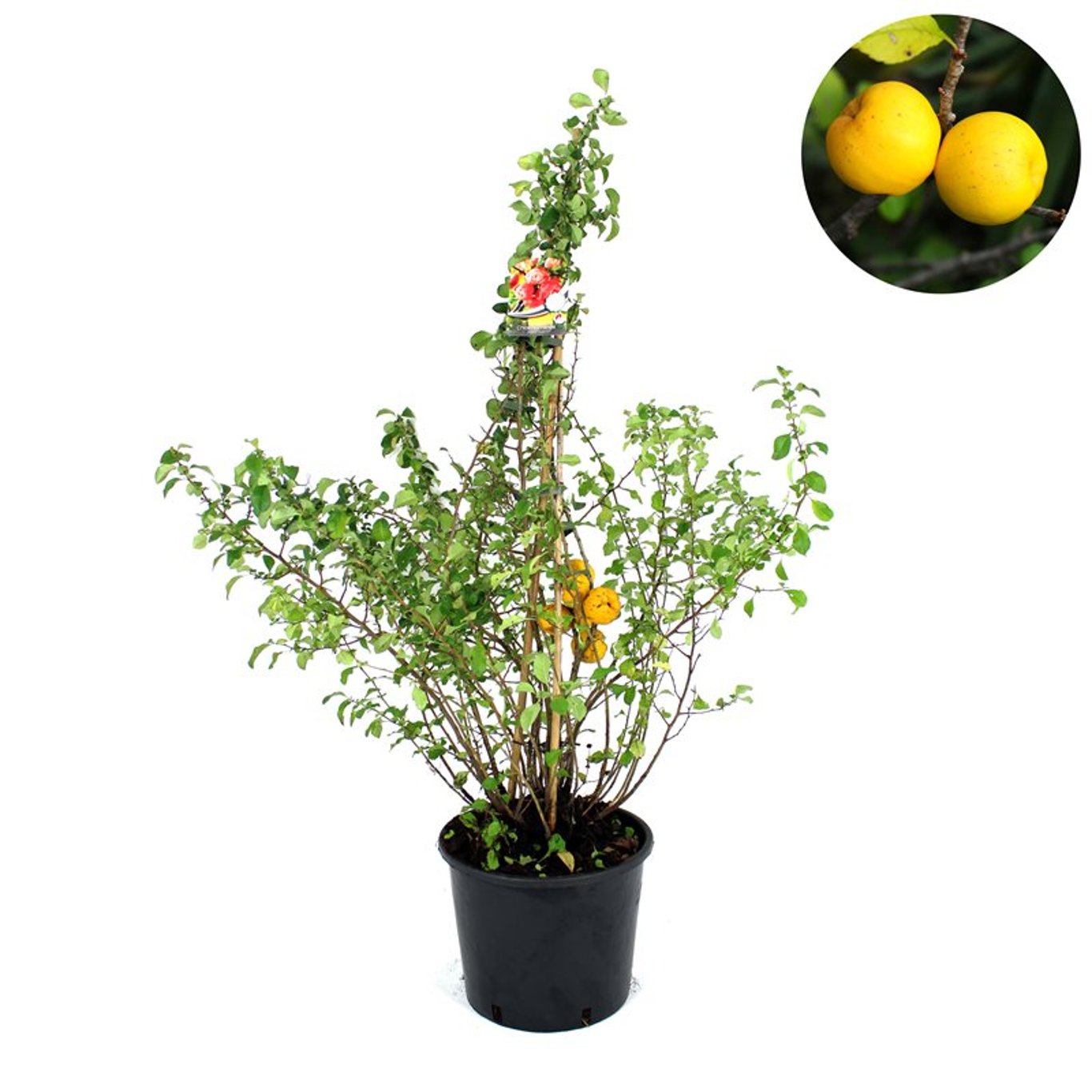 Japankvitten – Chaenomeles japonica - C2 100-125 CM